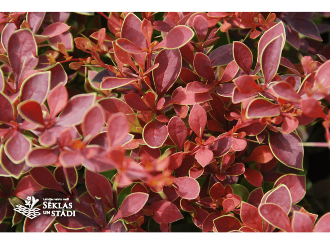 Berberis thunbergii   'Coronita'